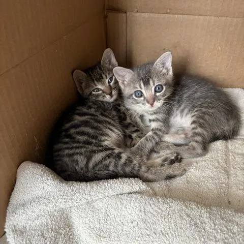 A baby small-sized female Gray / Blue / Silver Domestic Short Hair cat named Eggroll for adoption in Austin, TX