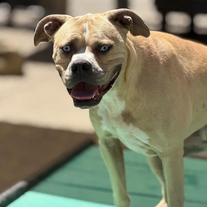 An adult medium-sized female Yellow / Tan / Blond / Fawn Mixed Breed dog named Medusa for adoption in Charleston, WV