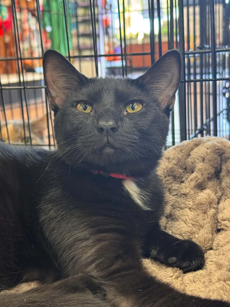 A baby small-sized female Black & White / Tuxedo Domestic Short Hair cat named Coral for adoption in Wilmington, NC