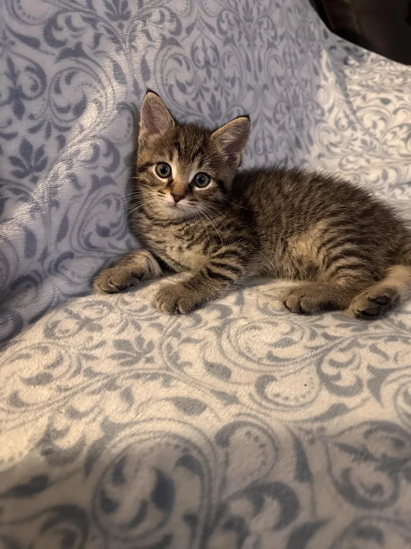 A baby small-sized male Domestic Short Hair cat named Ground Control for adoption in Sterling, VA