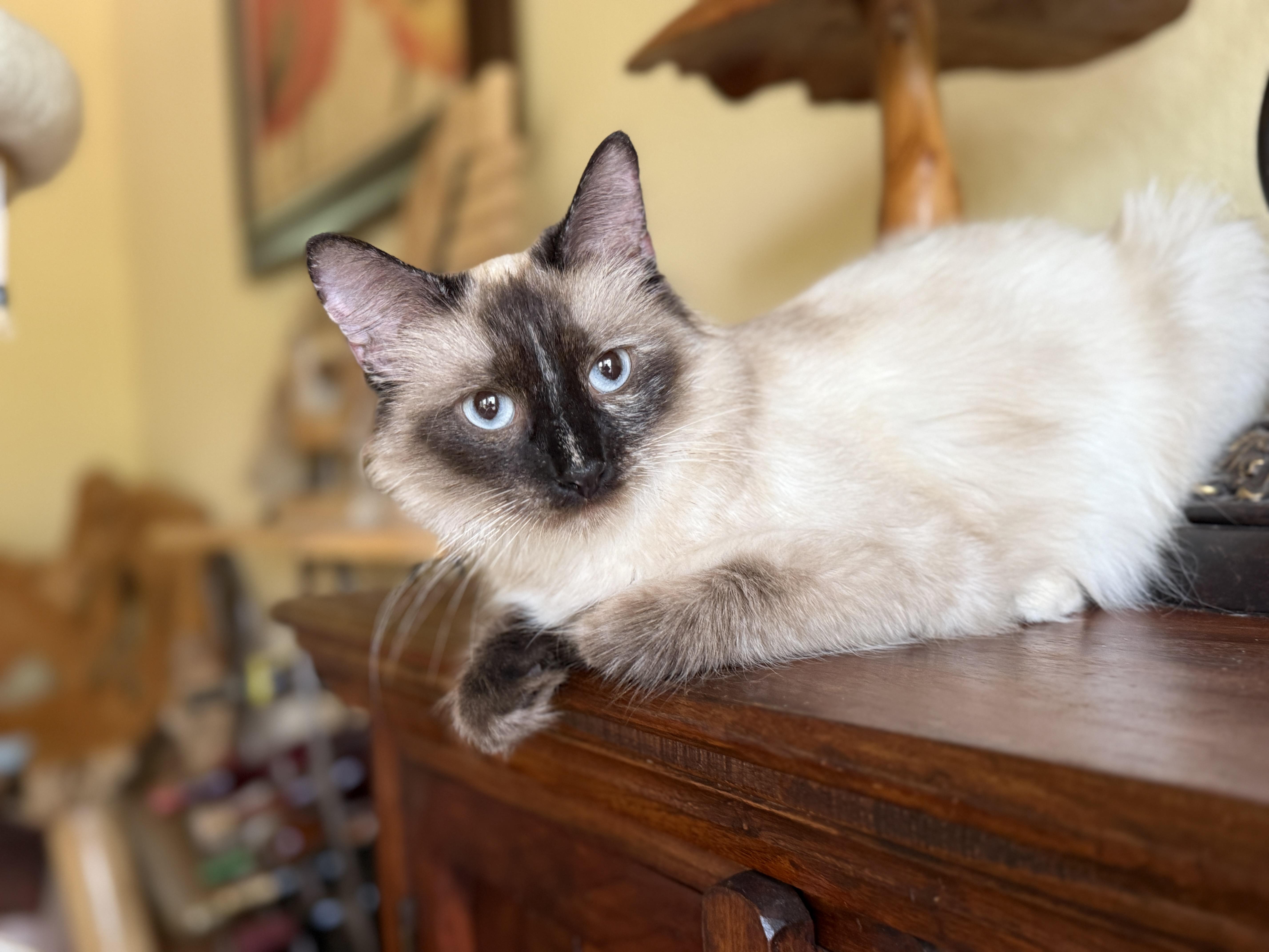 A young medium-sized female Siamese cat named Rose for adoption in Keller, TX