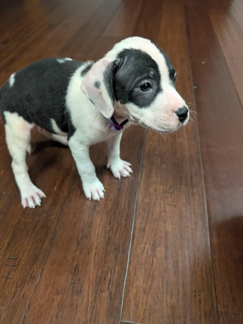 A baby medium-sized female Terrier dog named Almond Joy  Candy for adoption in Holly Springs, NC