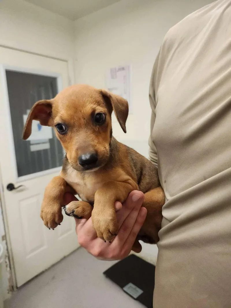 A baby medium-sized female Brown / Chocolate Terrier dog named McKenna CS for adoption in Columbia, MD