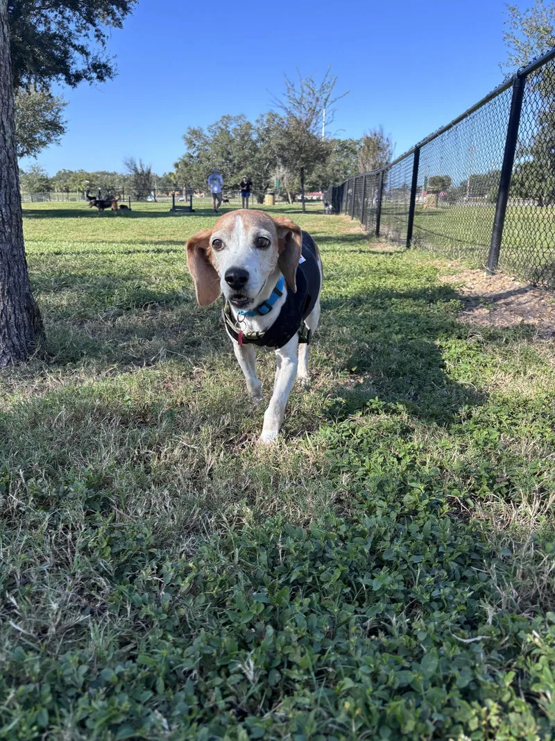 A senior medium-sized male Beagle dog named Cassius for adoption in Tampa, FL