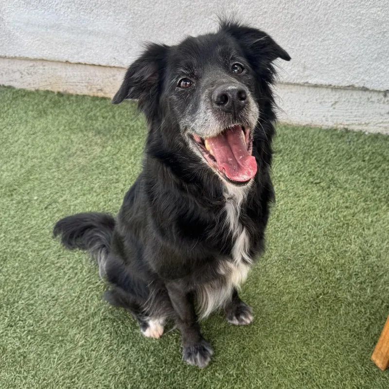 A senior medium-sized female Black Border Collie dog named Coco for adoption in Long Beach, CA