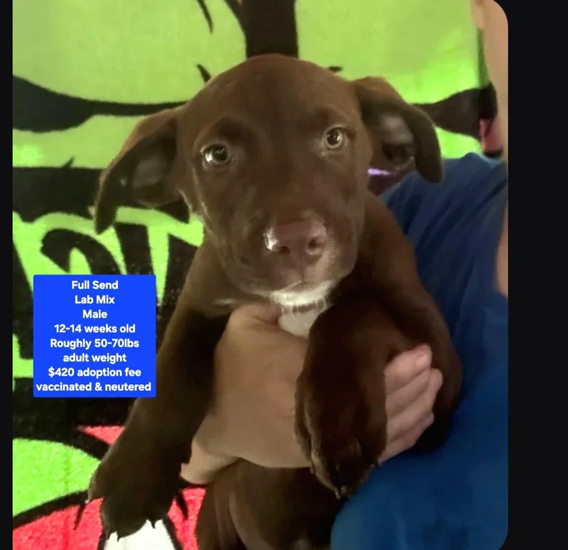 A baby large-sized male Labrador Retriever dog named Full Send for adoption in Oviedo, FL