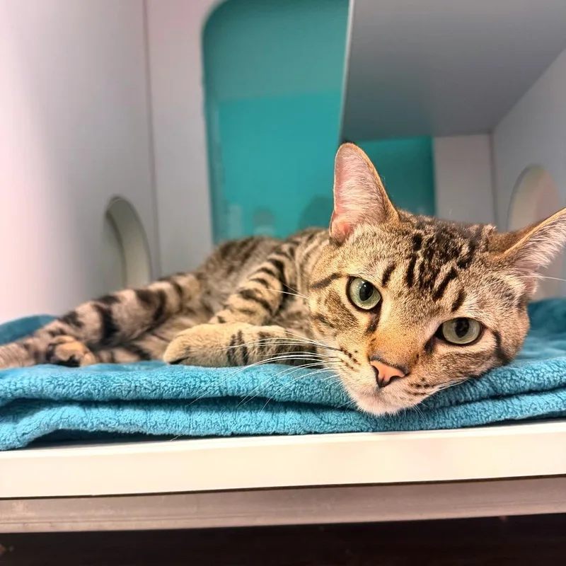 A young large-sized male Brown / Chocolate Domestic Medium Hair cat named Buster for adoption in Lake Jackson, TX