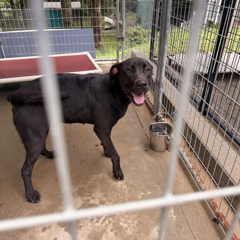 An adult small-sized female Black Mixed Breed dog named Peach for adoption in Columbus, NC