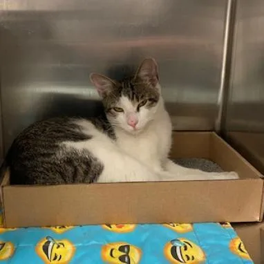 A senior medium-sized male White Domestic Short Hair cat named Soup for adoption in Philadelphia, PA