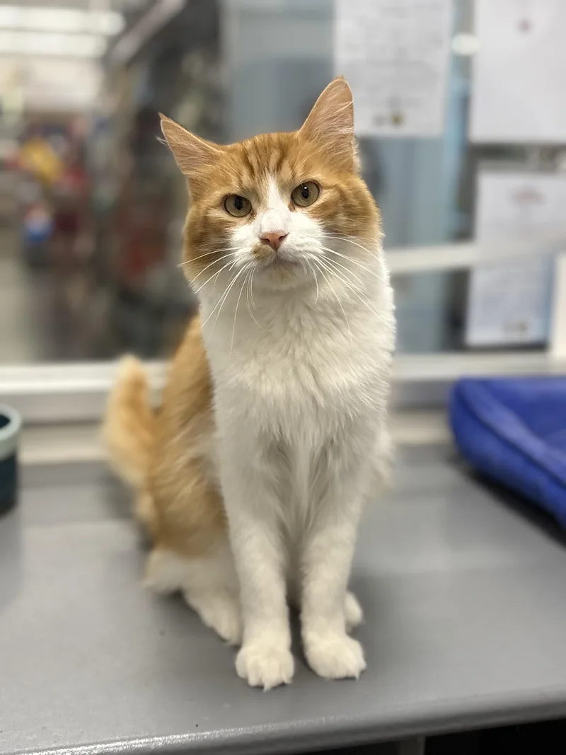 A young medium-sized male Domestic Long Hair cat named Ronaldo for adoption in Zimmerman, MN