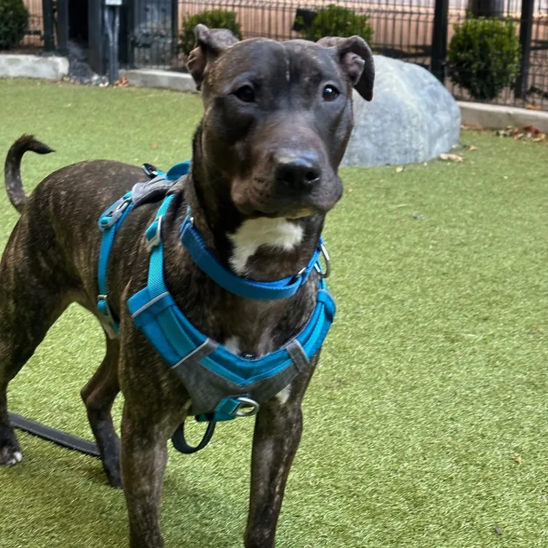 An adult medium-sized male Black Mixed Breed dog named Bun Bun for adoption in Vassalboro, ME