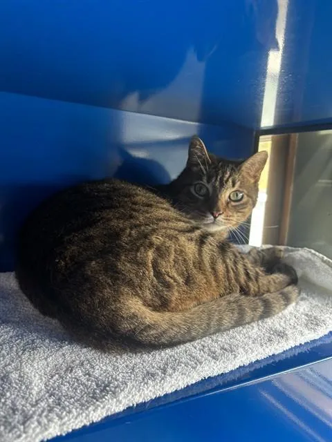 An adult small-sized female Domestic Short Hair cat named Sabrina for adoption in Westminster, MD