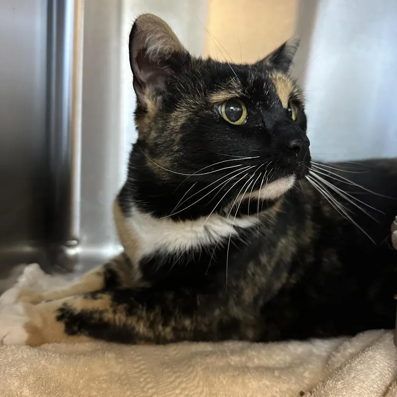 A senior large-sized female Domestic Short Hair cat named Skamp for adoption in Glenwood Springs, CO