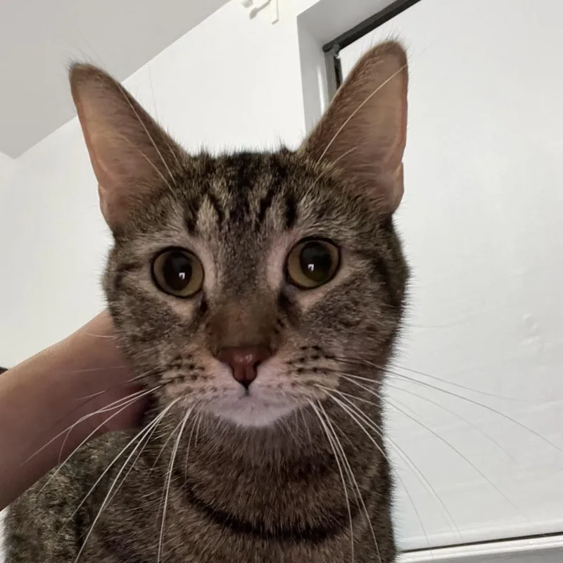 An adult medium-sized female Black Domestic Short Hair cat named Marie for adoption in Middle Village, NY