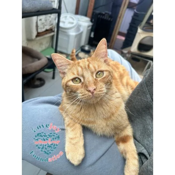 A young medium-sized male Tabby (Orange / Red) Domestic Short Hair cat named Viking for adoption in Inglewood, CA