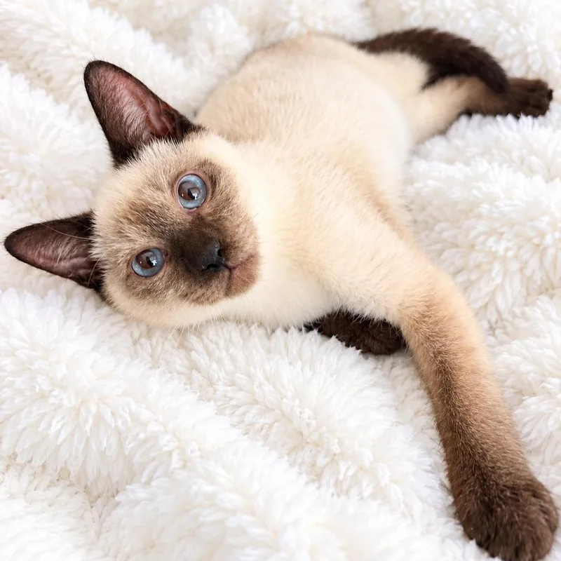 A baby medium-sized male Chocolate Point Siamese cat named Choc Point H for adoption in Glendora, CA