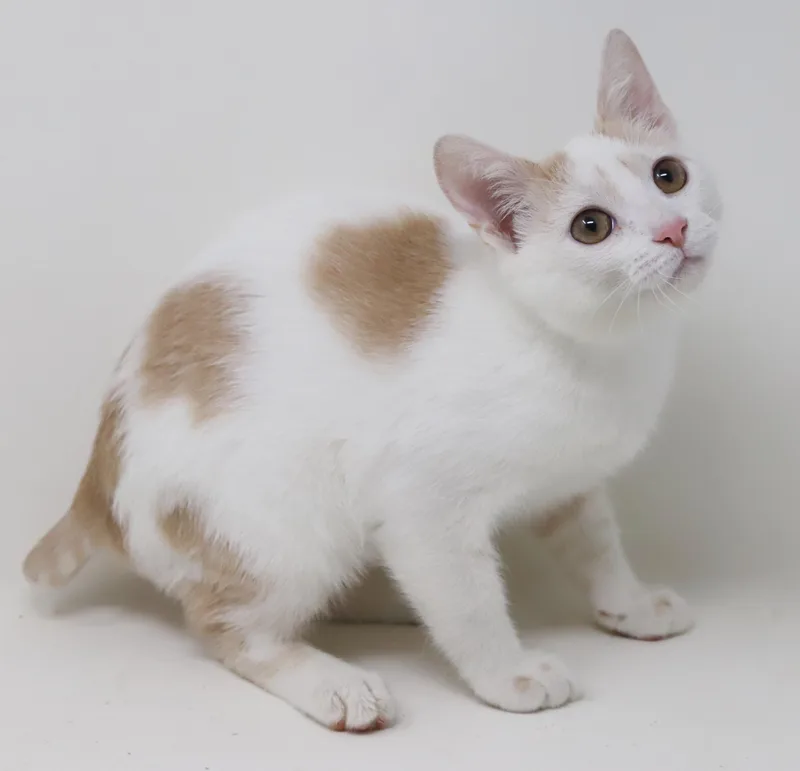 A baby small-sized male Orange & White Turkish Van cat named Rocky wins the heart for adoption in Bedford Hills, NY