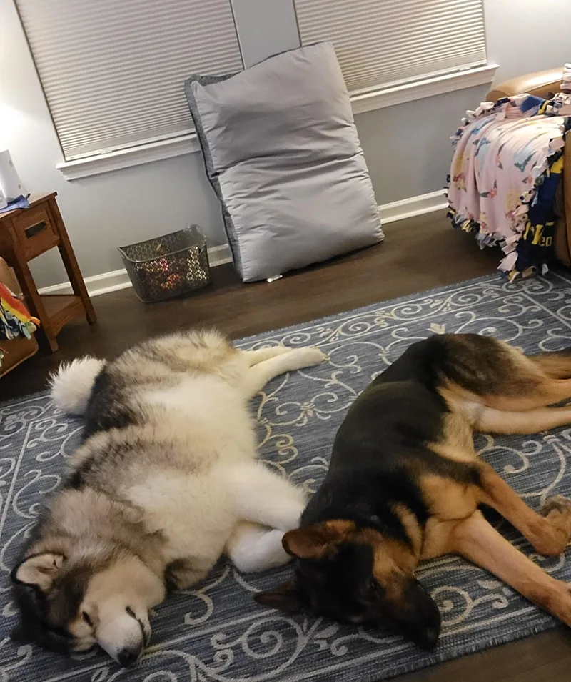 An adult large-sized male German Shepherd Dog named Wick for adoption in Detroit, MI