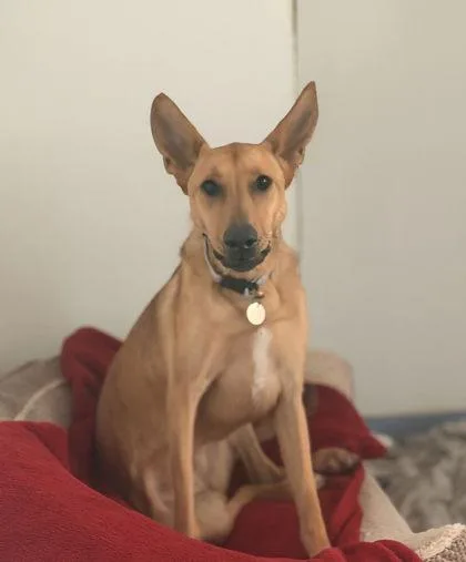 A young medium-sized female Mixed Breed dog named Nala for adoption in Missoula, MT