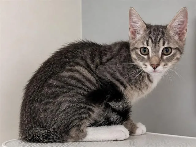 A baby small-sized male Domestic Short Hair cat named Penguin for adoption in Statesville, NC