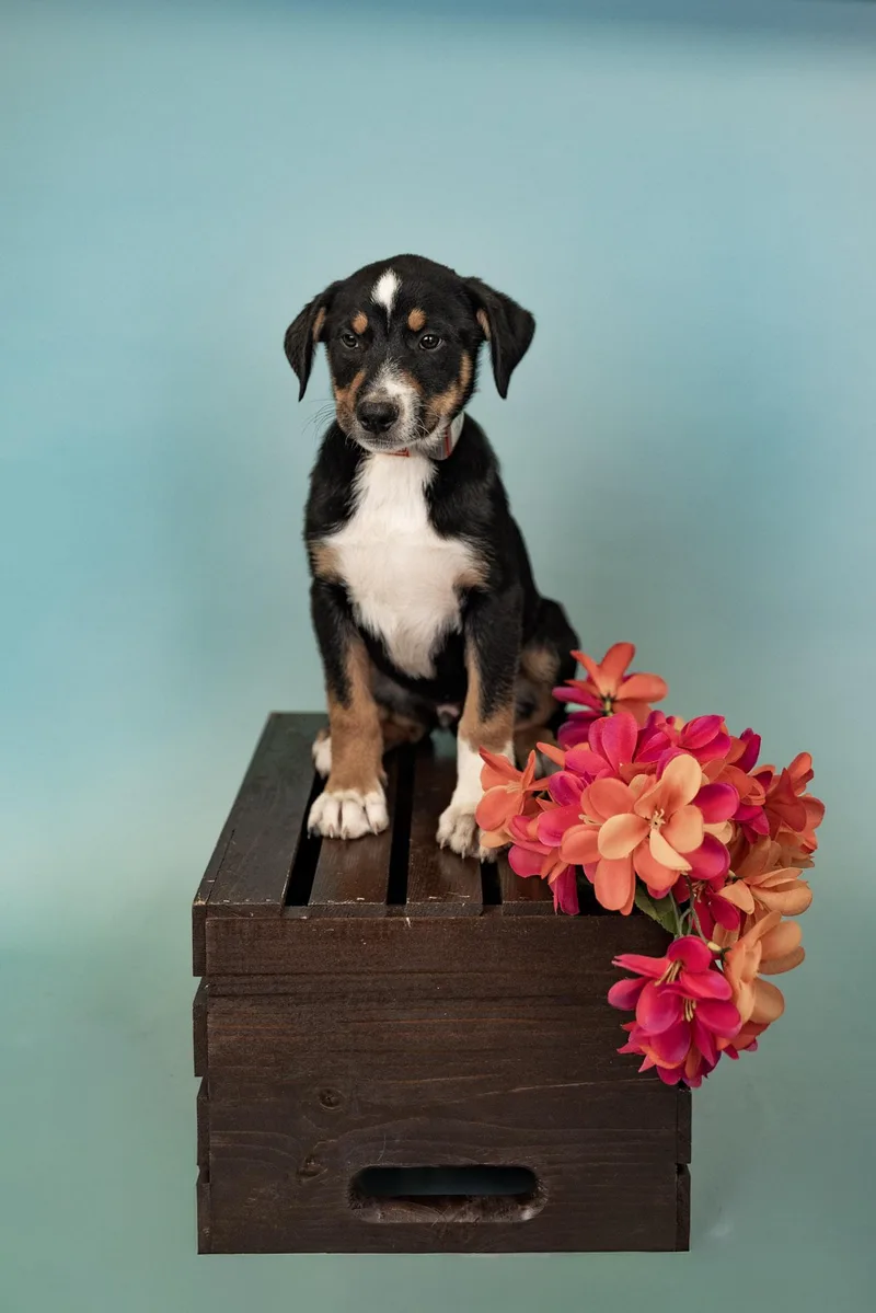 A baby medium-sized male Shepherd dog named 589-26 for adoption in Brighton, CO