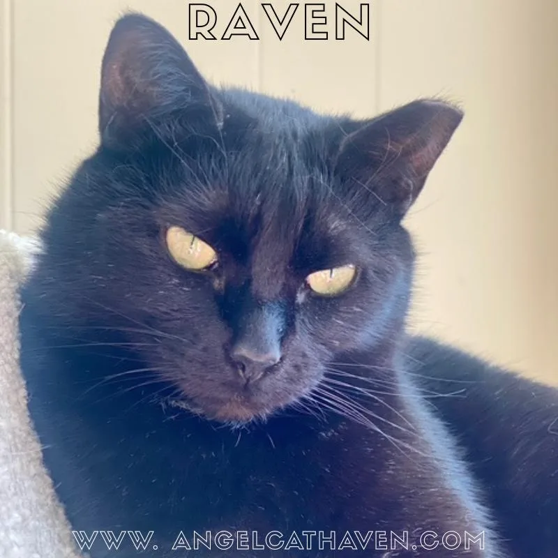 Raven thumbnail 3