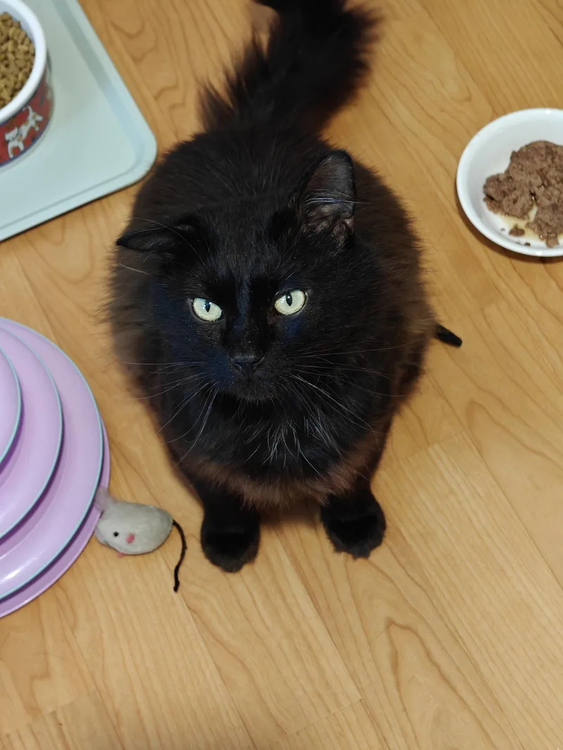 An adult medium-sized male Black Domestic Long Hair cat named Scotty for adoption in New Britain, CT