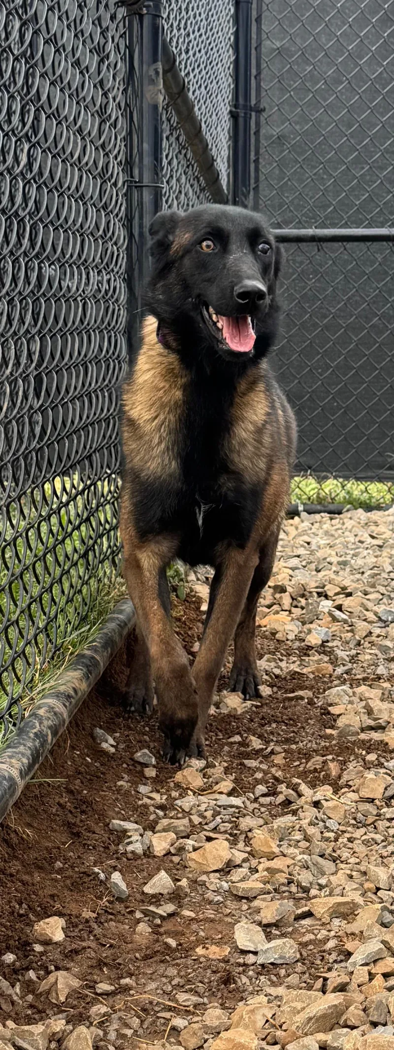 A young medium-sized female Bicolor Belgian Shepherd / Malinois dog named Alani for adoption in PHILADELPHIA, TN