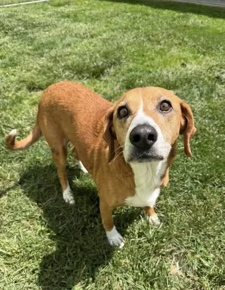Brutus