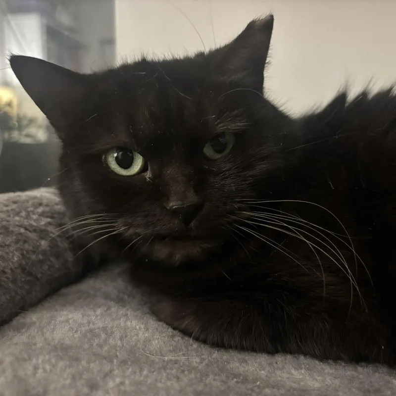 An adult small-sized female Black Domestic Short Hair cat named Penelope "Penny" for adoption in Gibsonia, PA