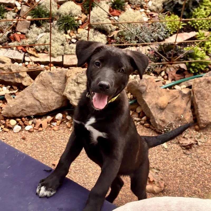 A baby medium-sized female Black Labrador Retriever dog named Biscuit for adoption in Cordova, TN