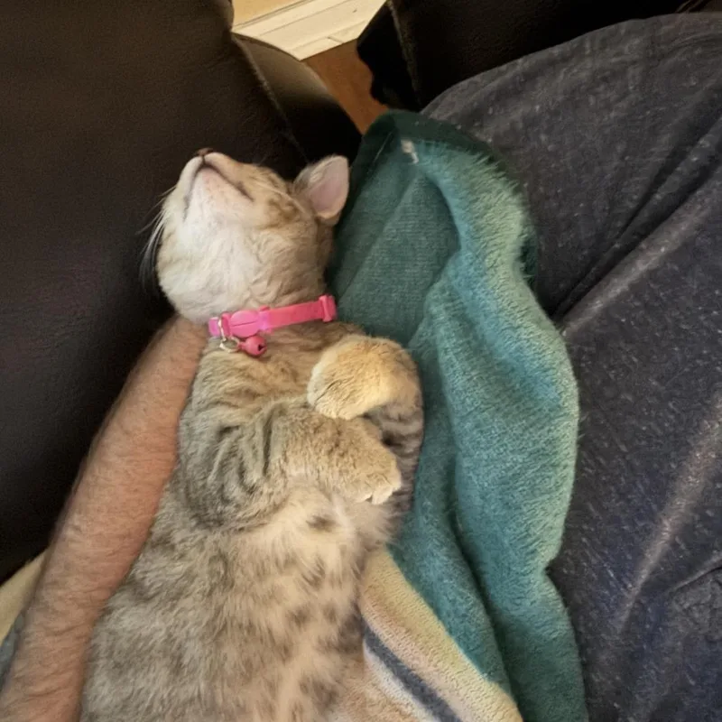 A baby small-sized female Brown / Chocolate Extra-Toes Cat / Hemingway Polydactyl cat named NuggetCindy polydactyl for adoption in Carmel, IN