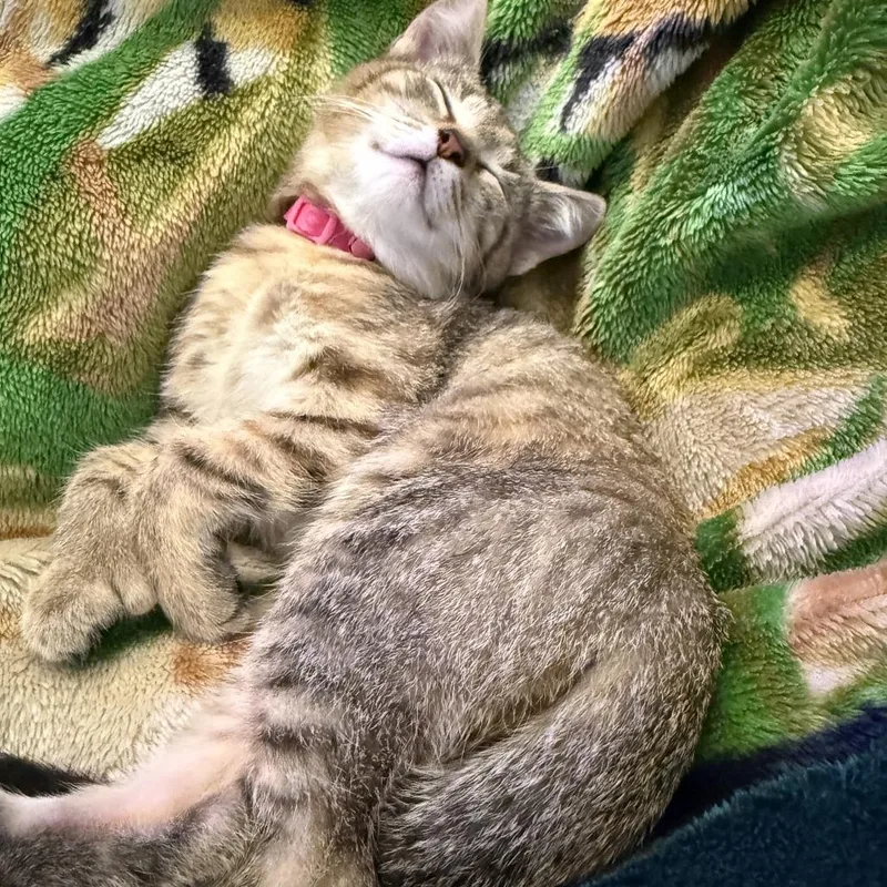 NuggetCindy polydactyl thumbnail 2
