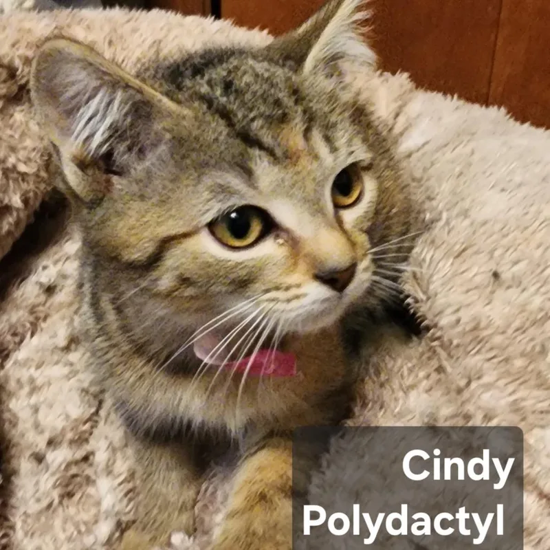 NuggetCindy polydactyl thumbnail 3