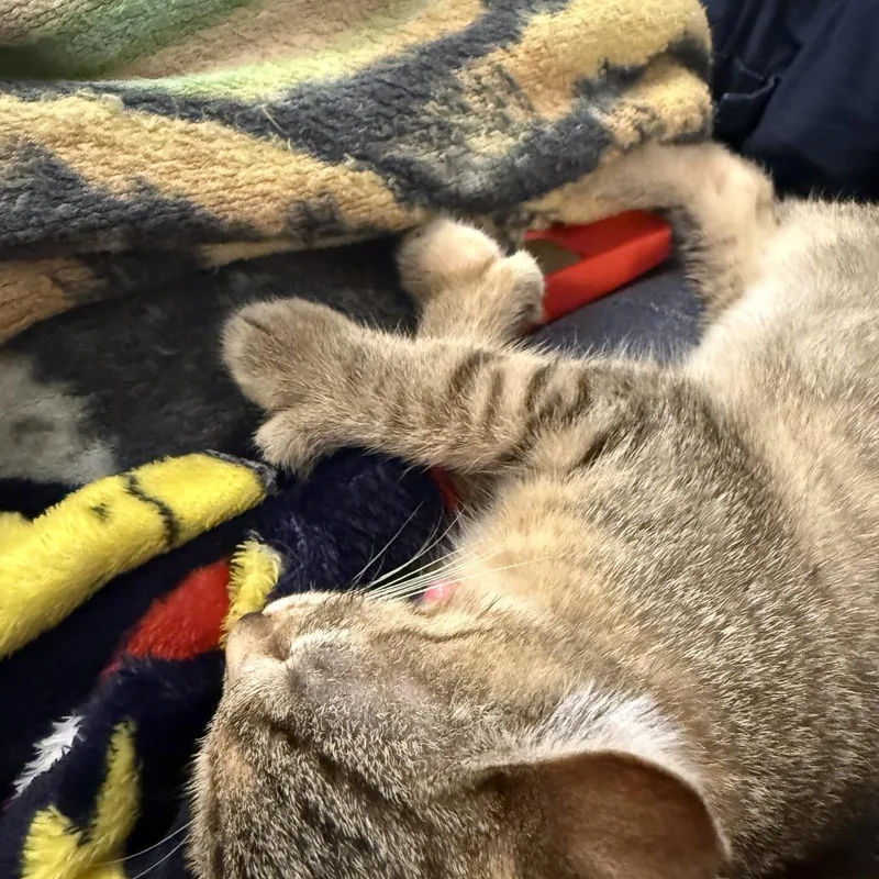 NuggetCindy polydactyl thumbnail 4