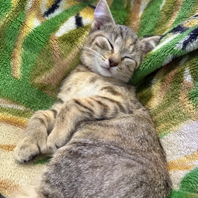 NuggetCindy polydactyl thumbnail 5