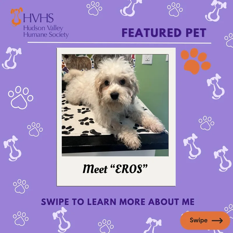 A baby small-sized male White / Cream Maltipoo dog named Ero's for adoption in Pomona, NY