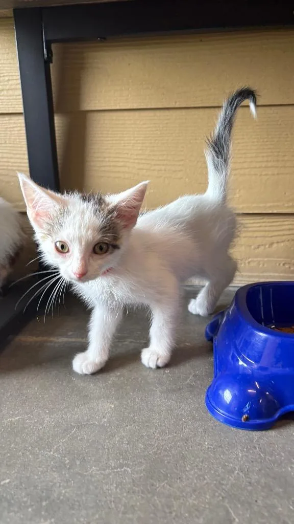 A baby small-sized female Domestic Short Hair cat named Mistral for adoption in Clarksville, TN