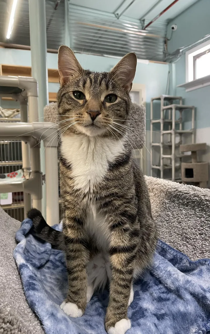 A young medium-sized male Domestic Short Hair cat named Fig AND Albert for adoption in Gonic, NH
