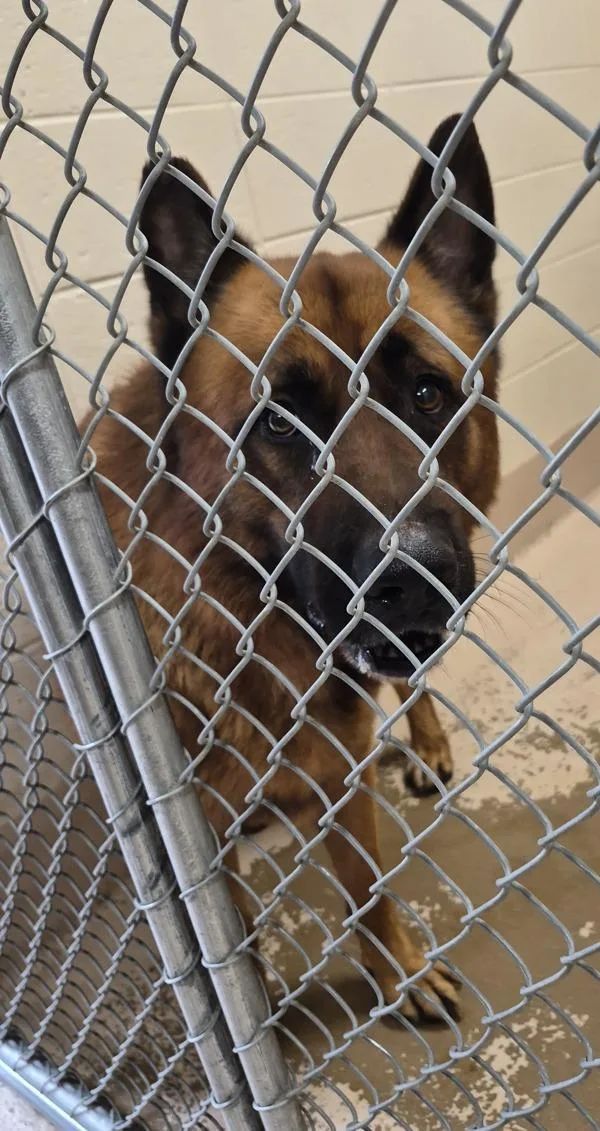 An adult extra large-sized male German Shepherd Dog dog named Ic D for adoption in Lawrenceville, GA