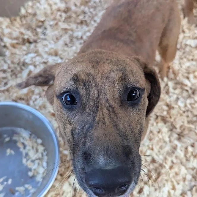 A baby large-sized male Mixed Breed dog named Bryer for adoption in Fosters, AL
