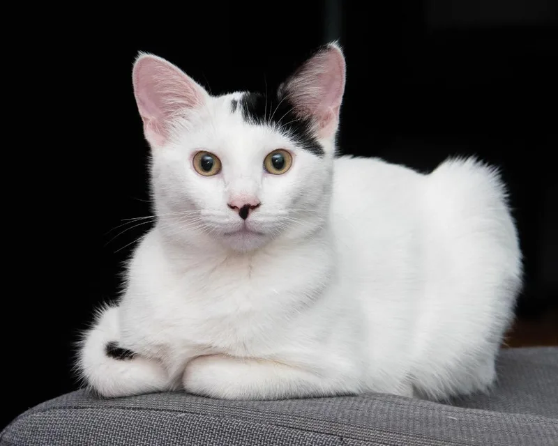 A baby medium-sized male Domestic Short Hair cat named Dot for adoption in San Antonio, TX