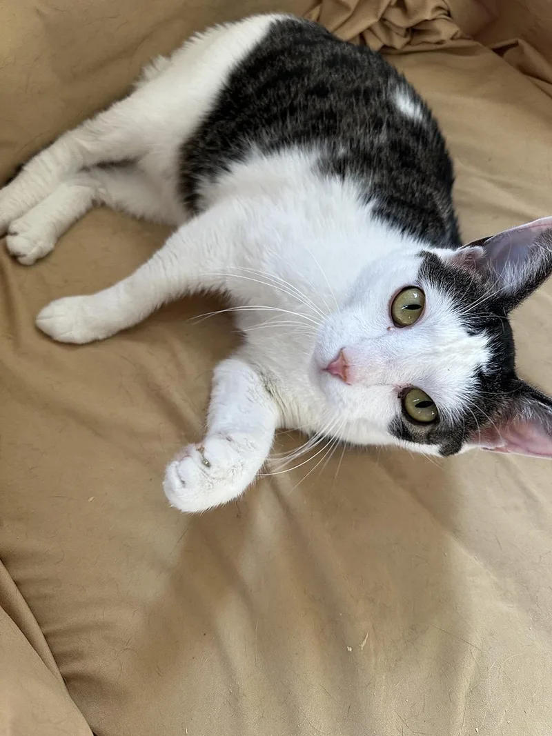 An adult medium-sized female Tabby (Gray / Blue / Silver) Domestic Short Hair cat named Oreo Ogden for adoption in Philadelphia, PA