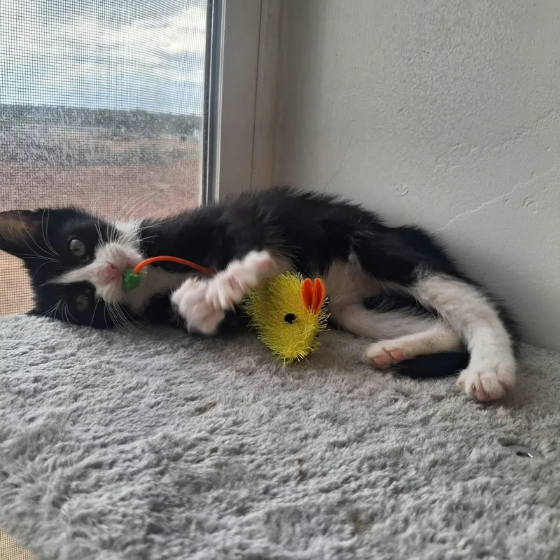 A young small-sized female Domestic Short Hair cat named Domino for adoption in Roosevelt, UT