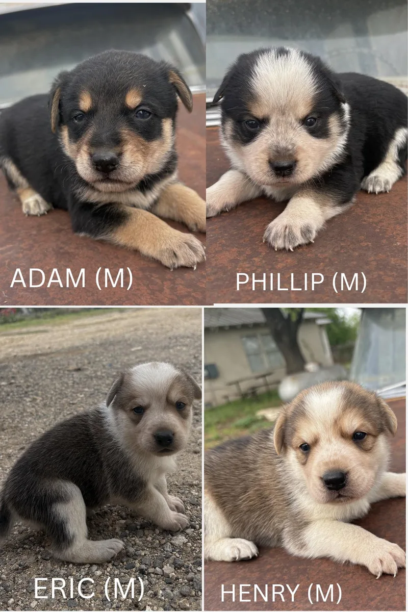Australian Shephardheeler Puppies