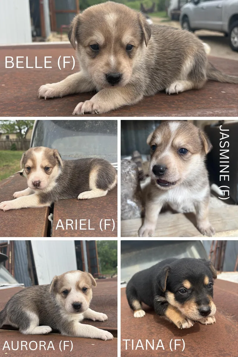 Australian Shephardheeler Puppies thumbnail 2