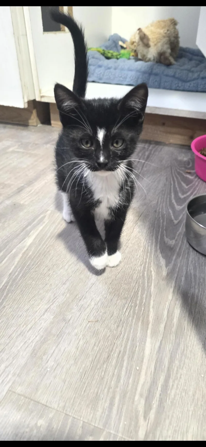 A baby small-sized male Black & White / Tuxedo Domestic Short Hair cat named Benedict for adoption in Globe, AZ
