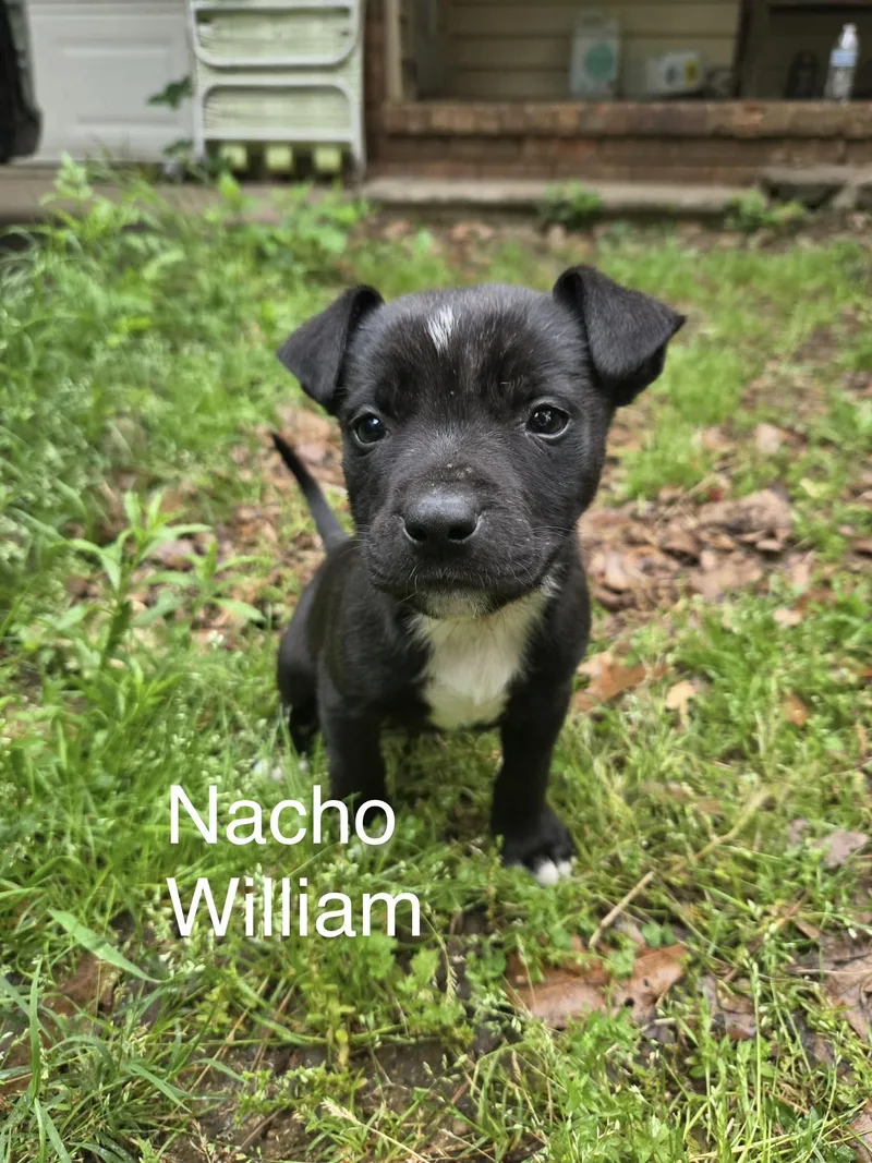 Nacho William thumbnail 2