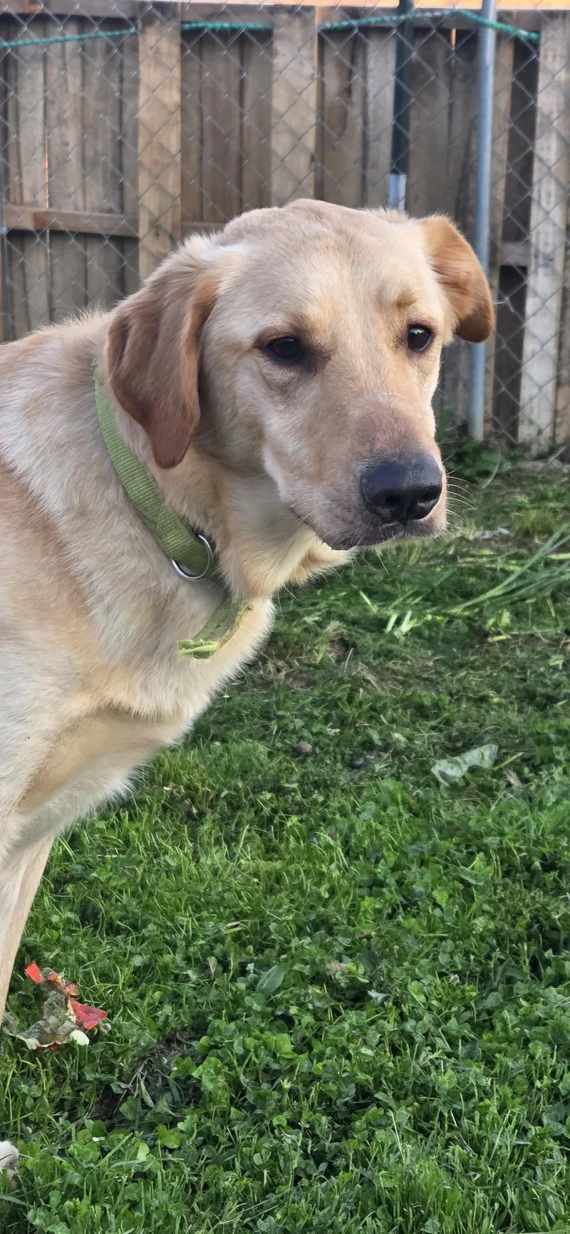 An adult large-sized male Yellow / Tan / Blond / Fawn Labrador Retriever dog named Air Bud for adoption in Evansville, IN