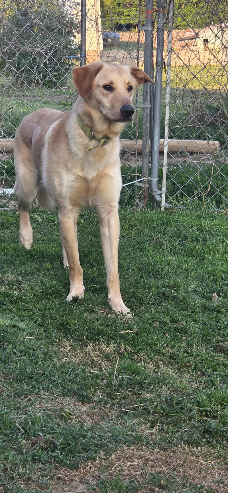 Air Bud thumbnail 2